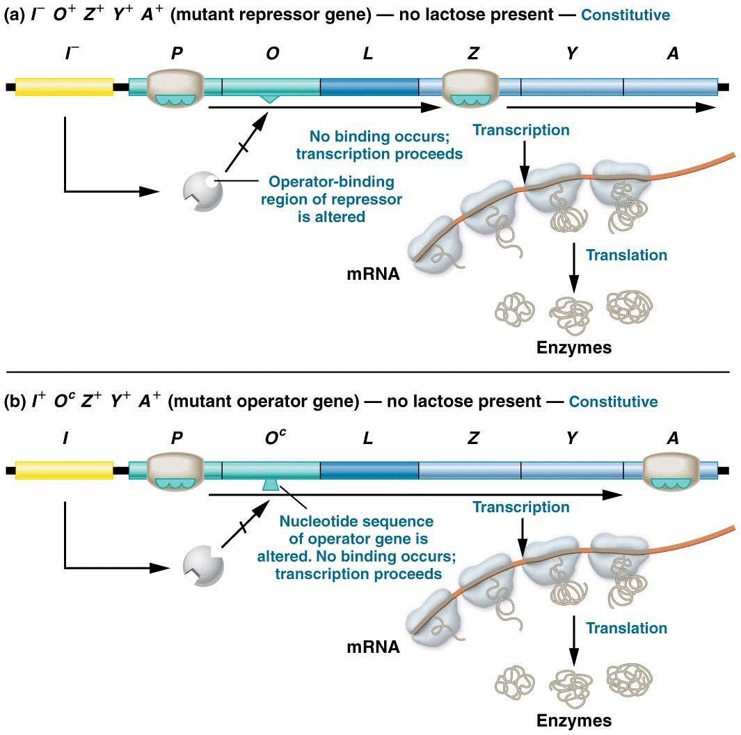 The response of the lac operon in the absence of lactose