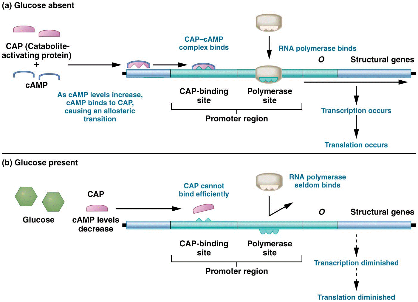 Catabolite repression