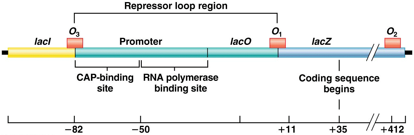 Regions involved in the control of genetic expression of the lac operon