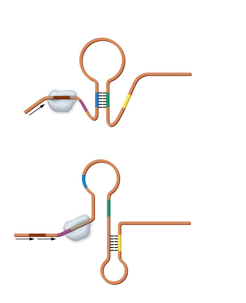 The attenuation model regulating the tryptophan operon