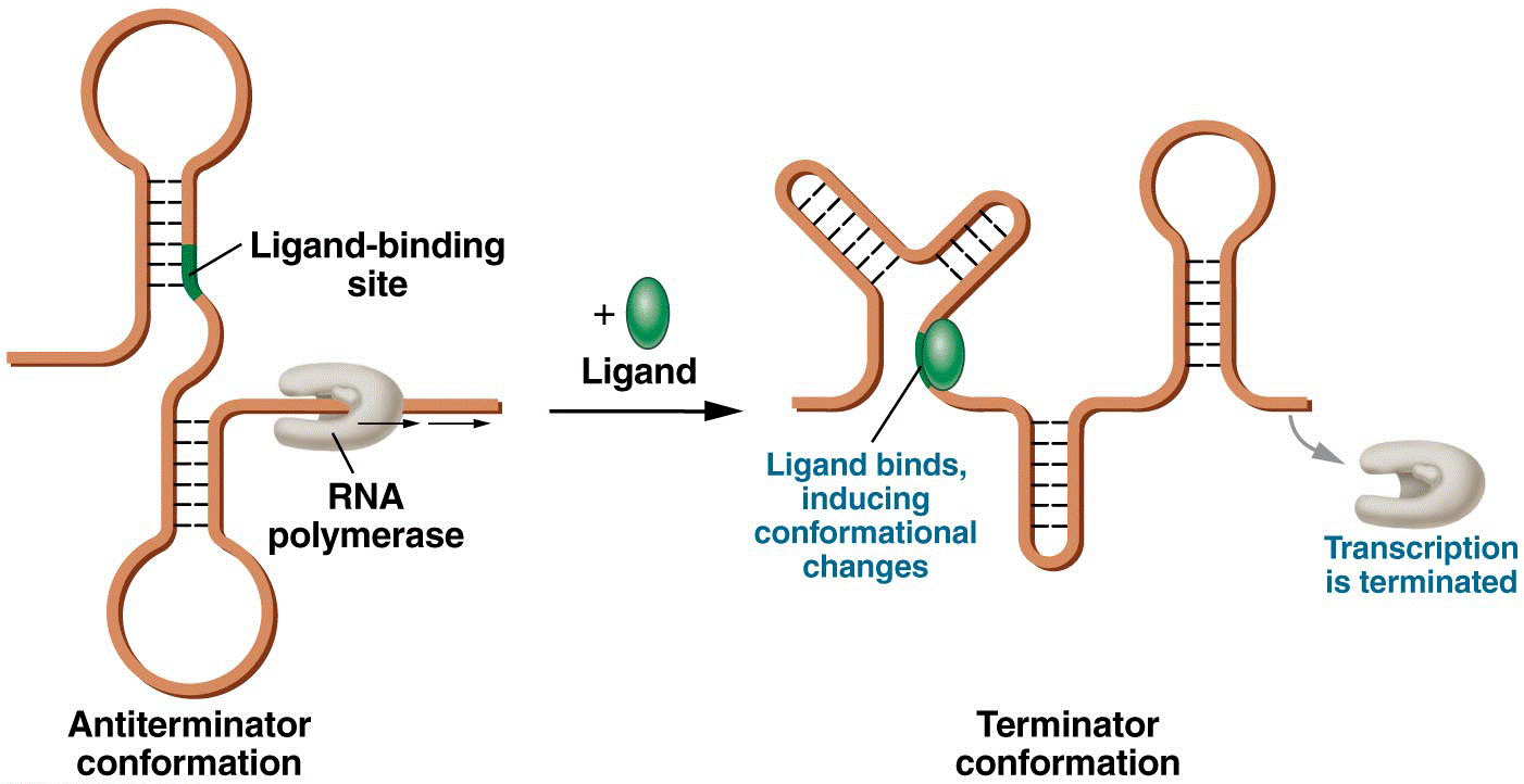 Illustration of the mechanism of riboswitch regulation of gene expression