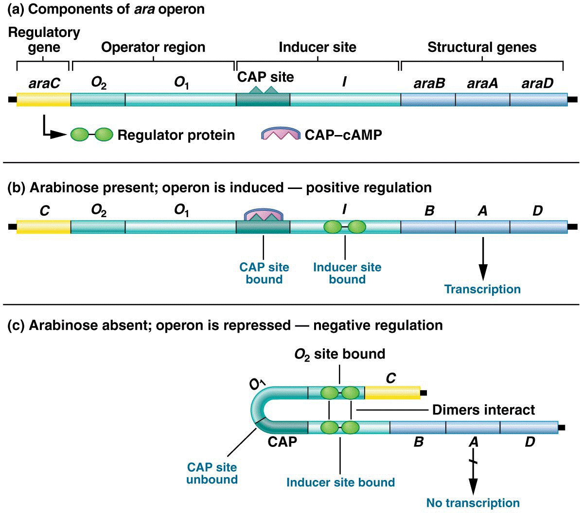 ]Genetic regulation of the ara operon\\\\