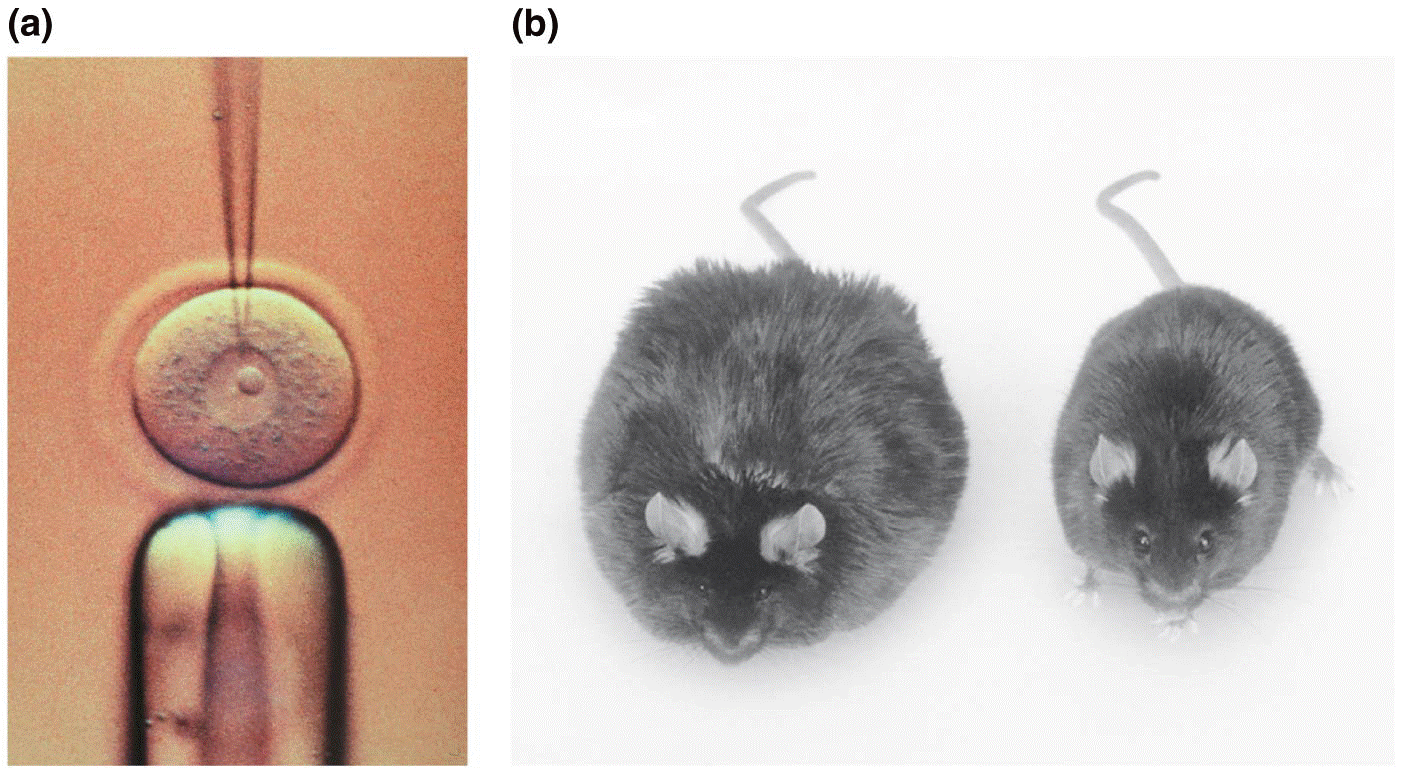 Microinjecting DNA into a fertilized egg 