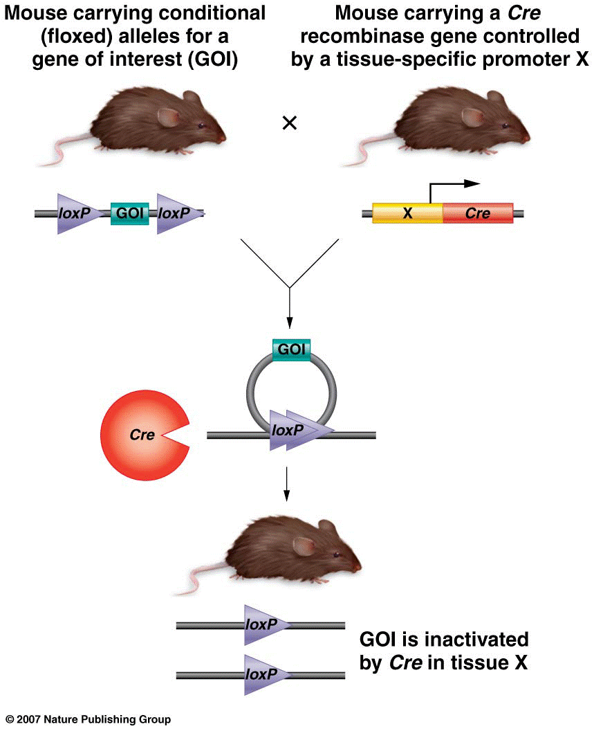 The Cre-Lox system for creating conditional knockouts