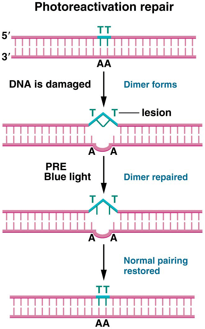 Damaged DNA repaired by photoreactivation repair