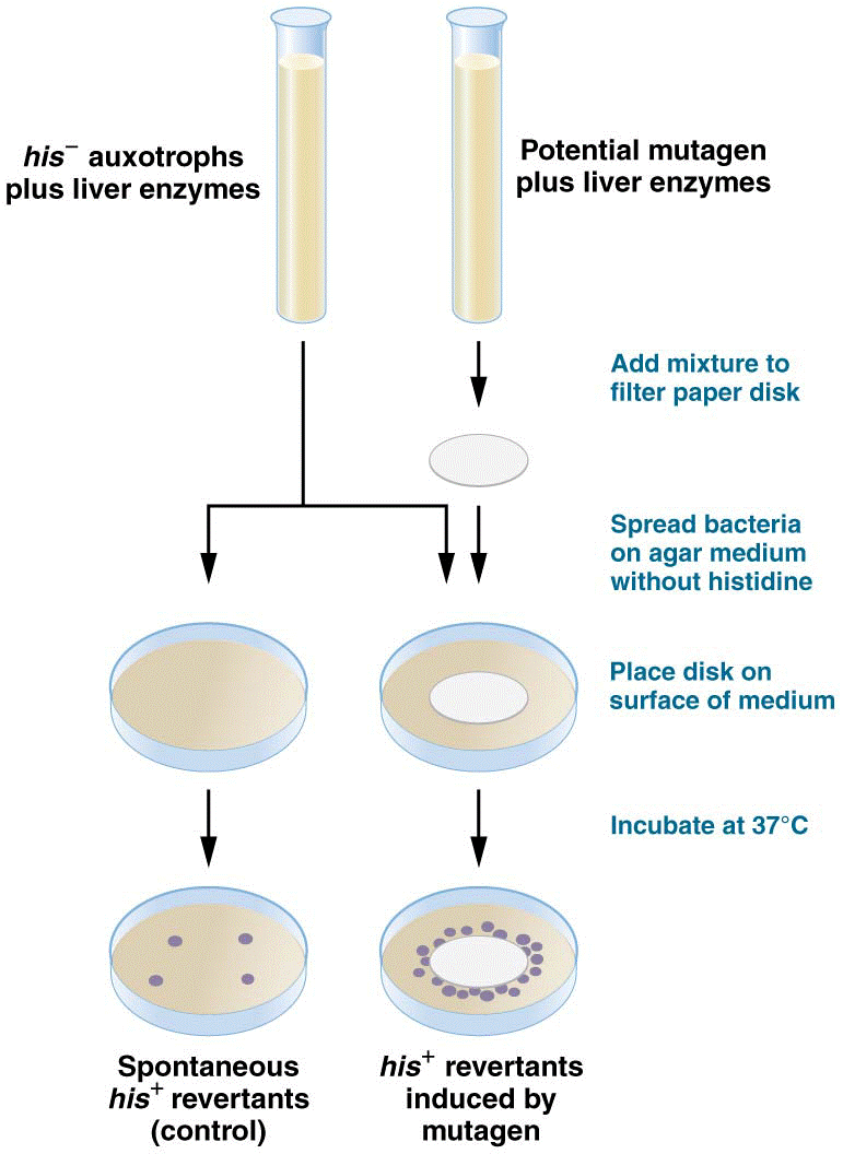 The Ames test, which screens compounds for potential mutagenicity