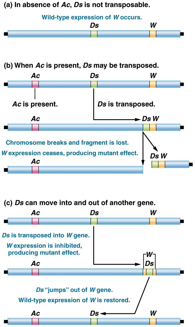 Effects of Ac and Ds elements on gene expression