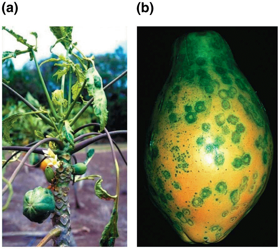 A test field of GM papaya