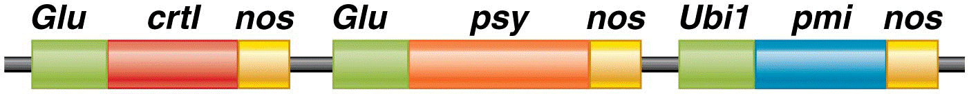 T-DNA region of T1 plasmid pSYN12424