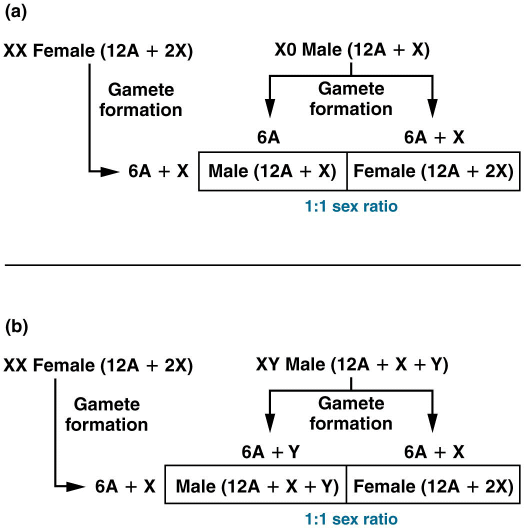 Sex determination 