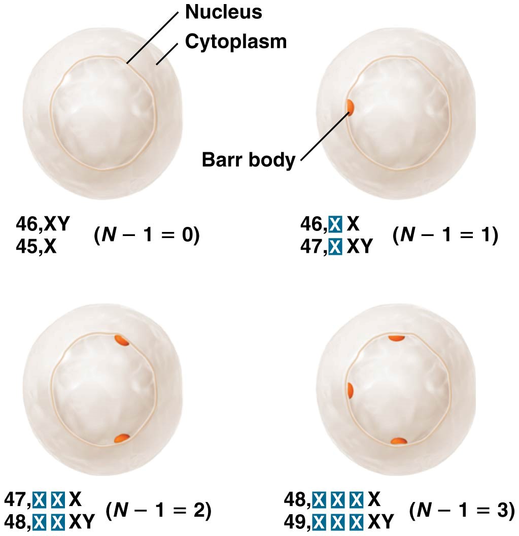 Occurrence of Barr bodies in various human karyotypes