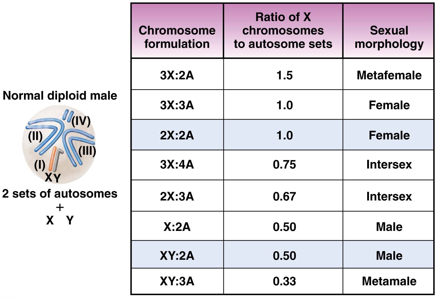 Chromosome compositions