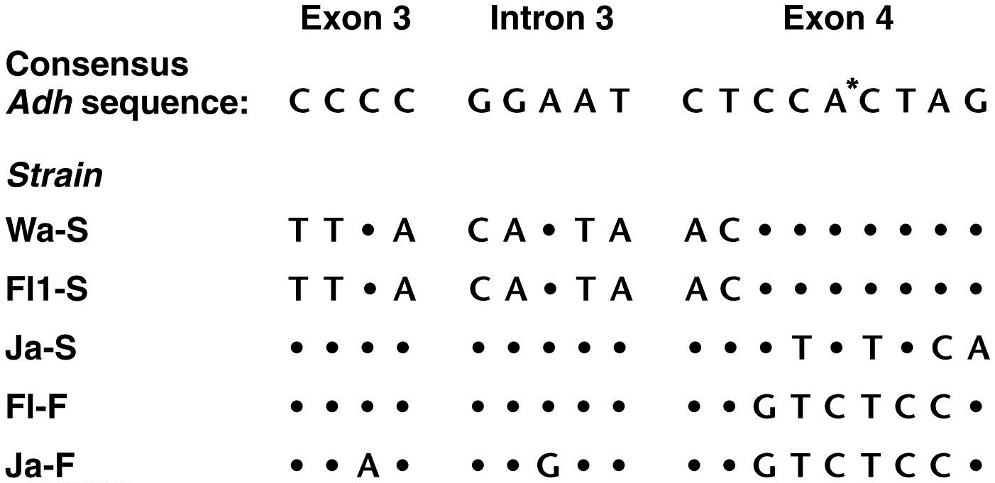 DNA sequence variation in parts of the Drosophila Adh gene