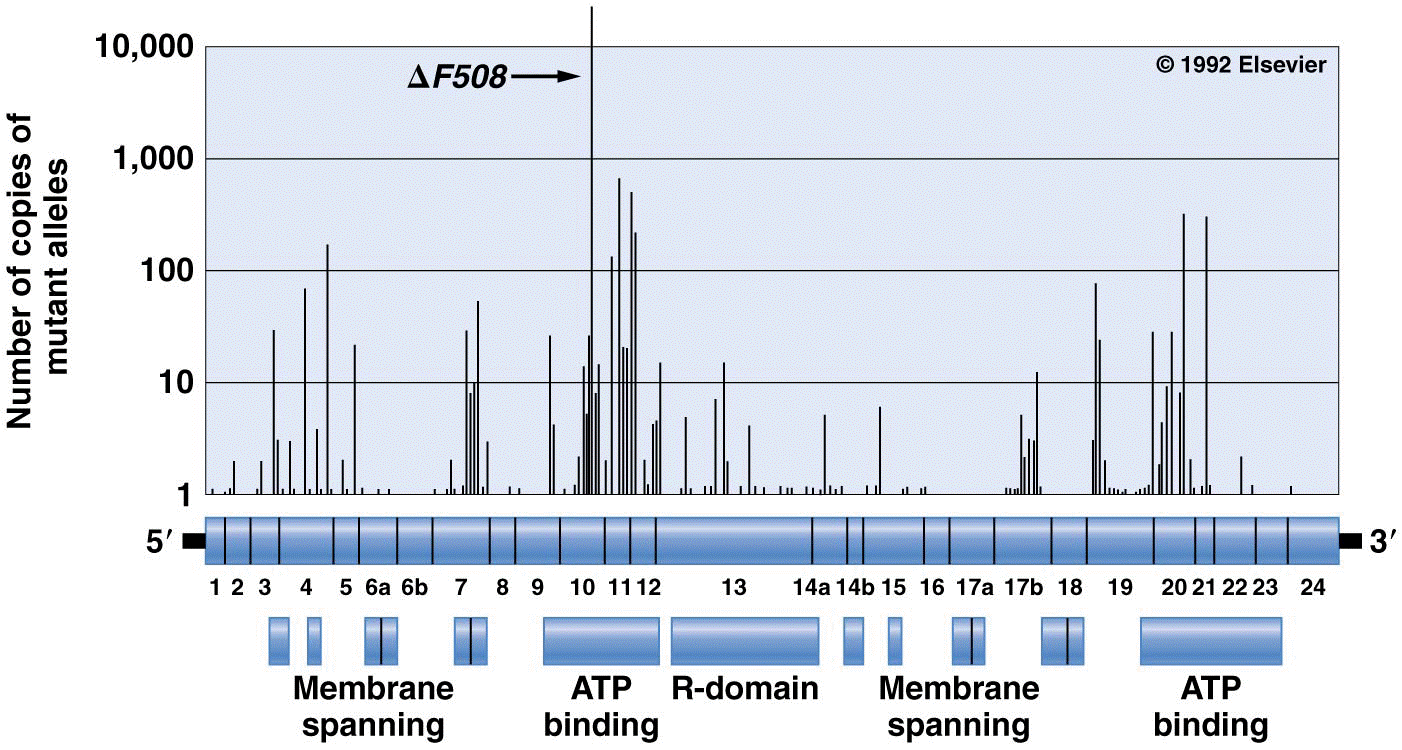 The locations of disease-causing mutations in the cystic fibrosis gene