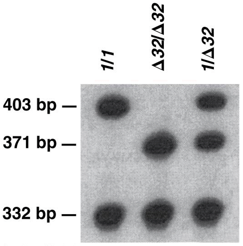 Allelic variation in the CCR5 gene