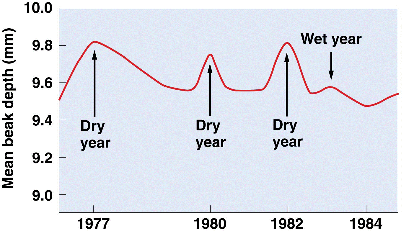 Beak size in finches during dry years increases because of strong selection