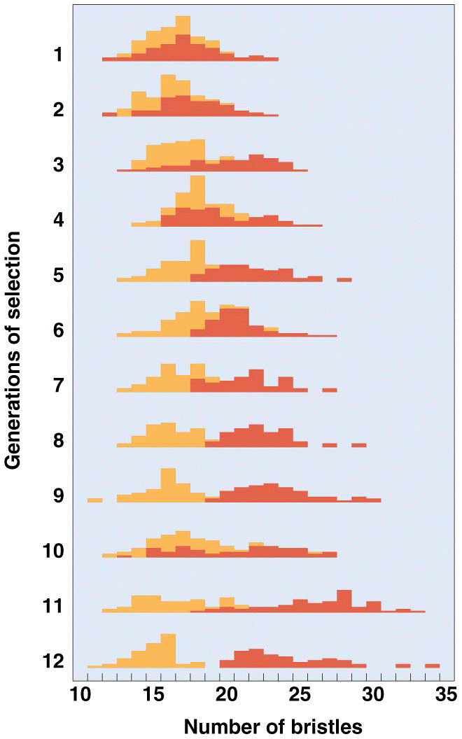 The effect of disruptive selection on bristle number in Drosophila