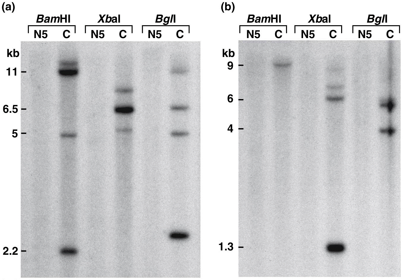 Genomic DNA digests from a Navajo affected with albinism