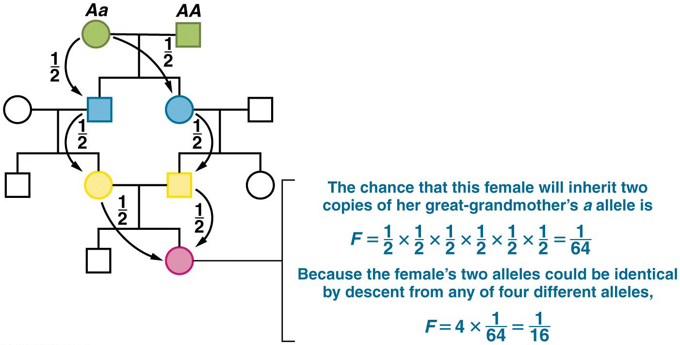 Calculating the coefficient of inbreeding (F) for the offspring of a first cousin marriage