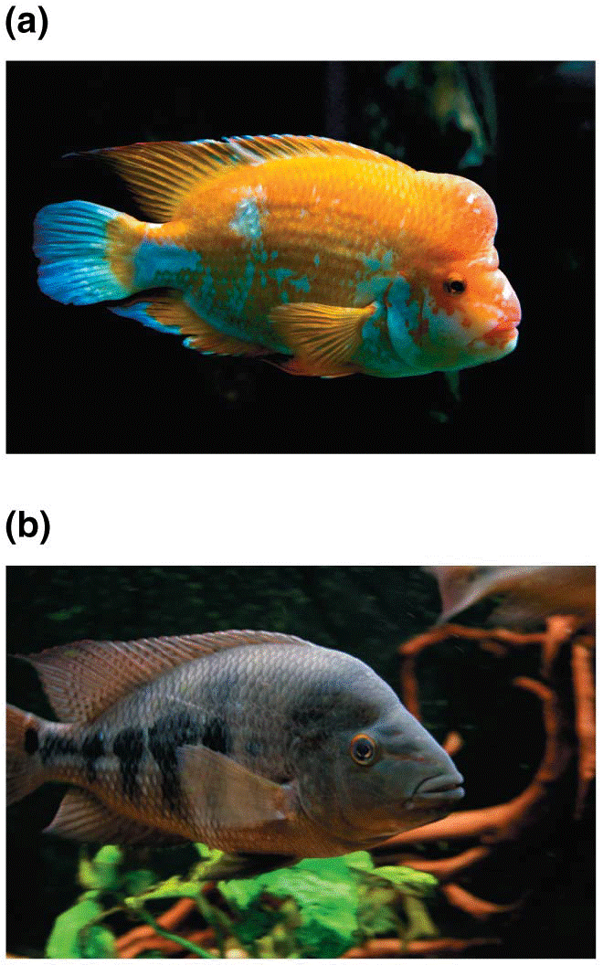 The two species of cichlids in Lake Apoyo exhibit distinctive morphologies