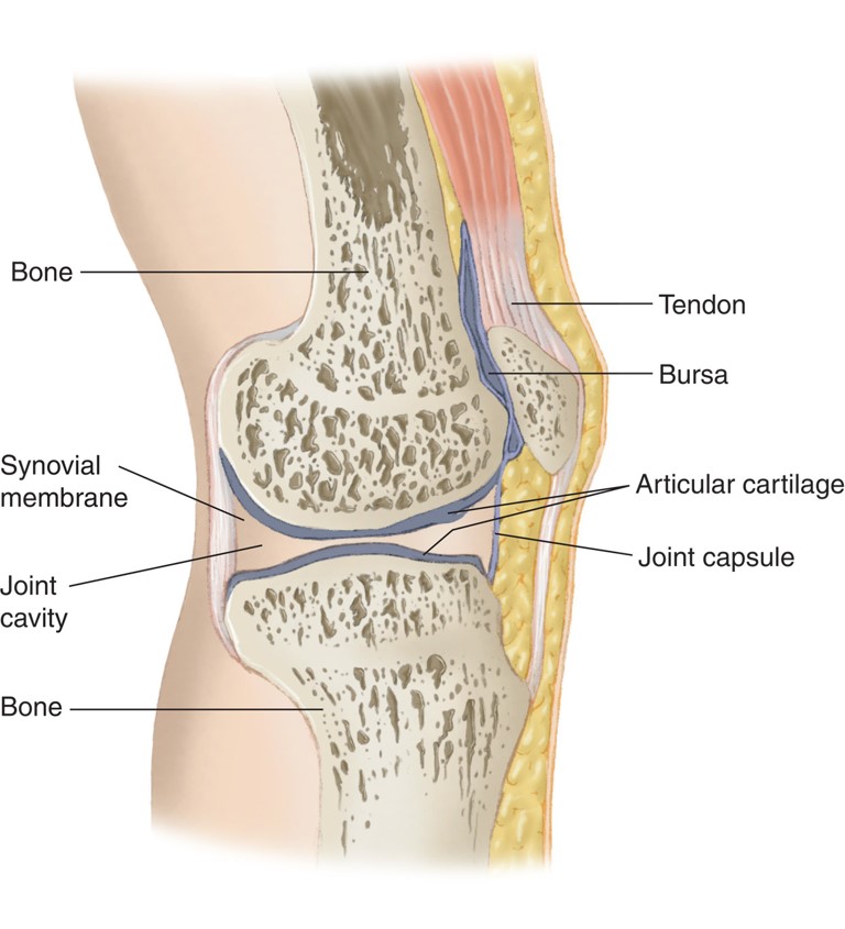 Structure of a Joint