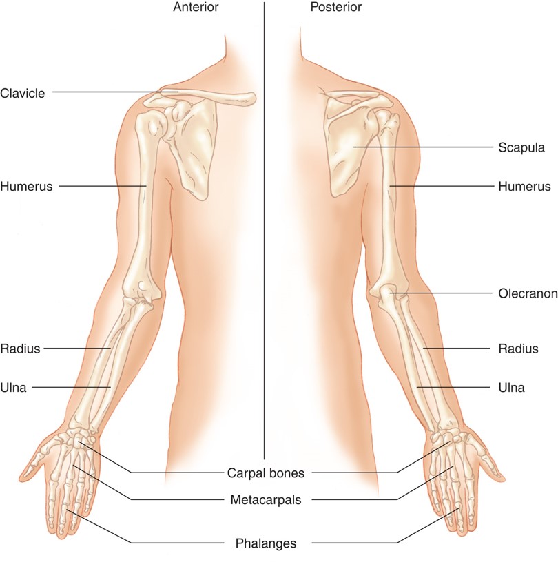 The Upper Extremities