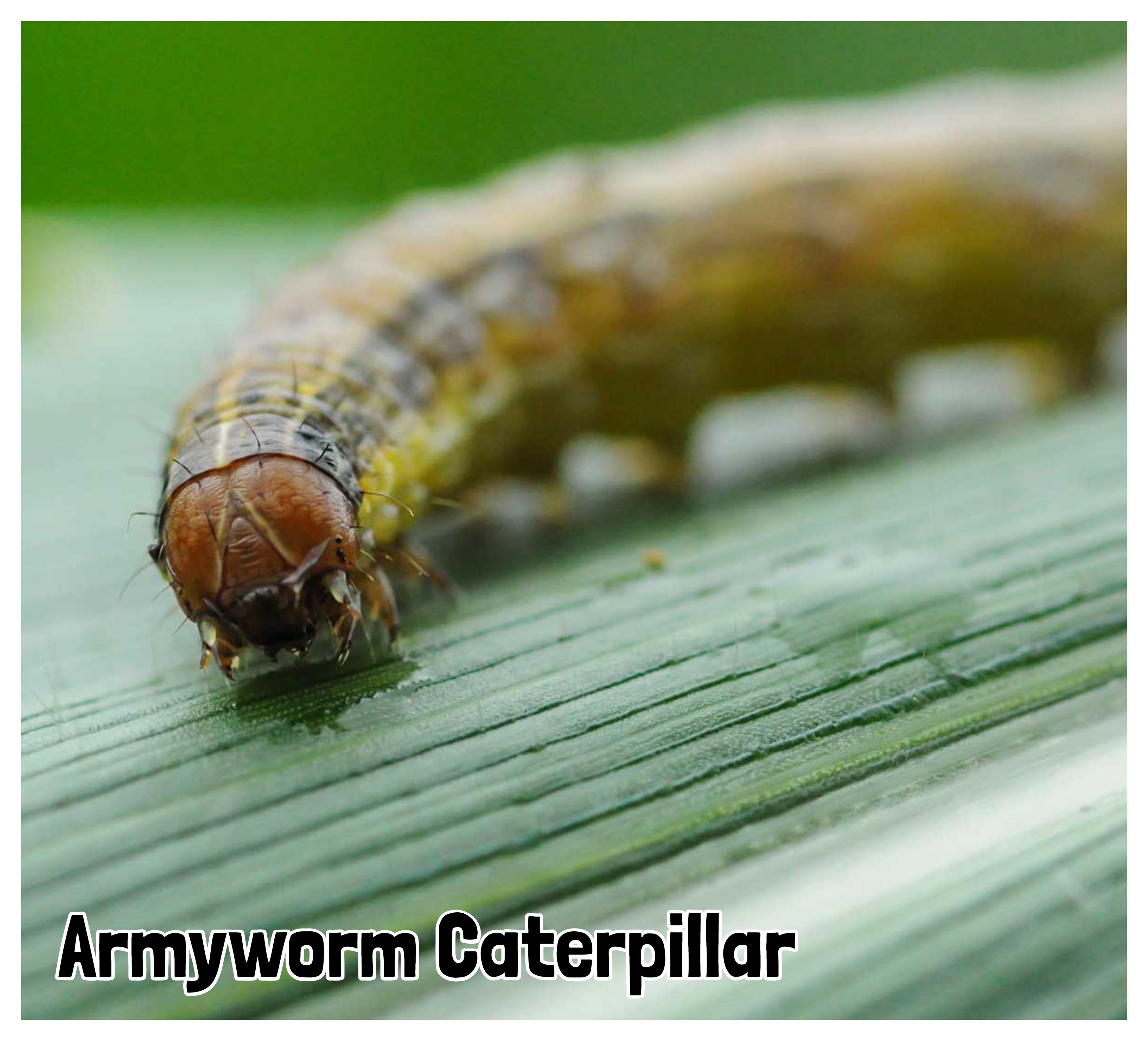 Army Caterpillar