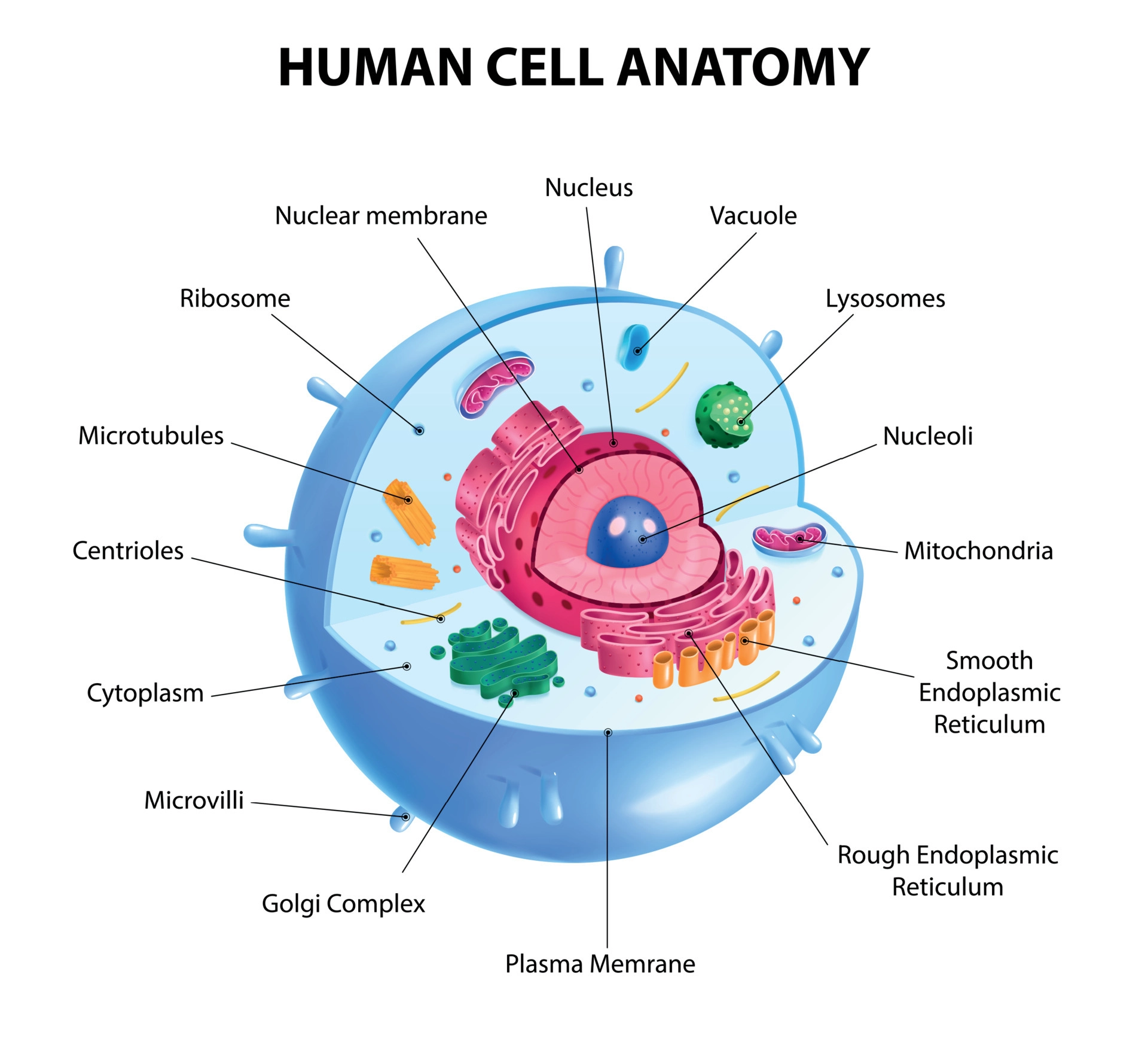 Cell