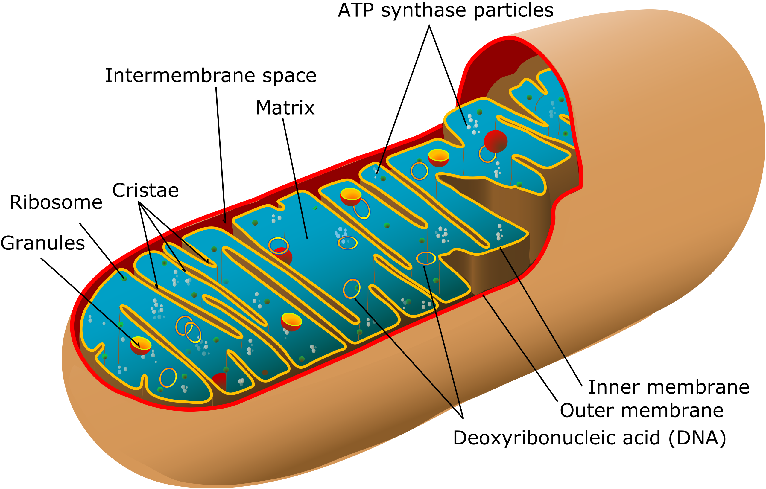 Mitochondrion