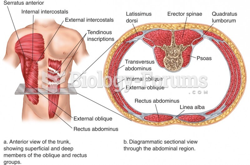 Muscles Protecting the Organs of the Abdominal Cavity