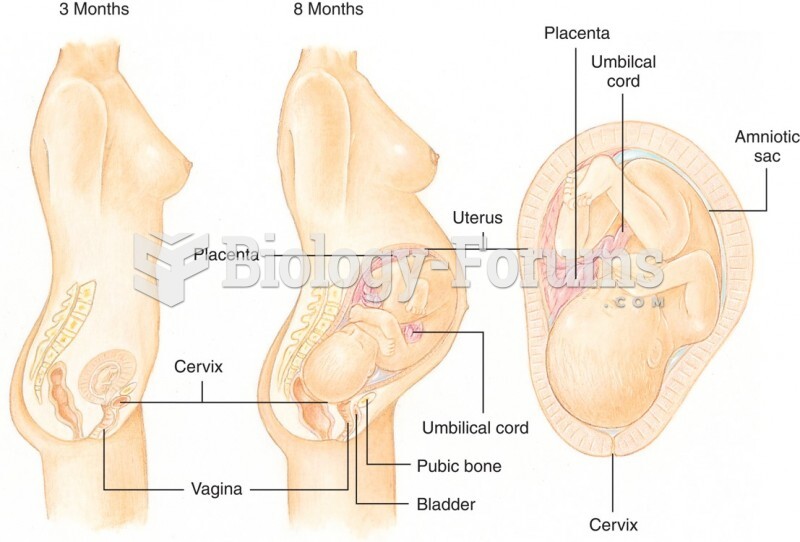The Pregnant Uterus