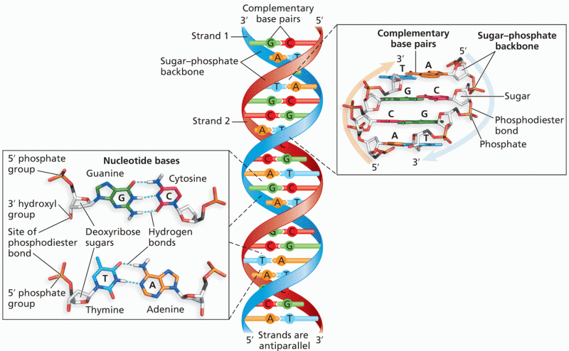 DNA composition and structure