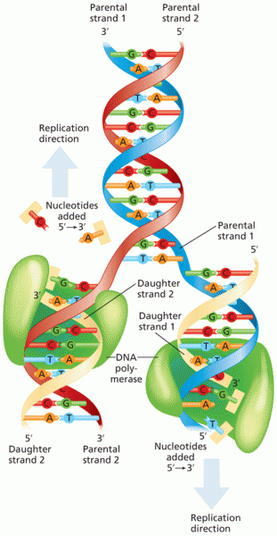 Semiconservative DNA replication