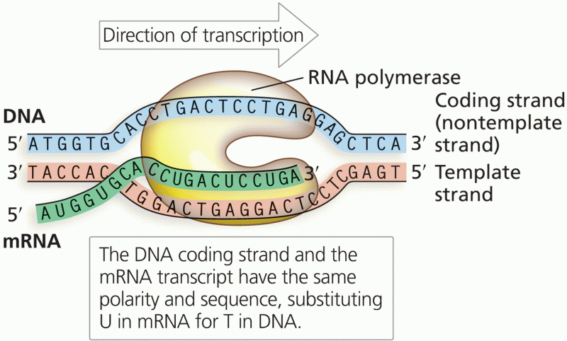 The correspondence of mRNA to DNA template and coding strands