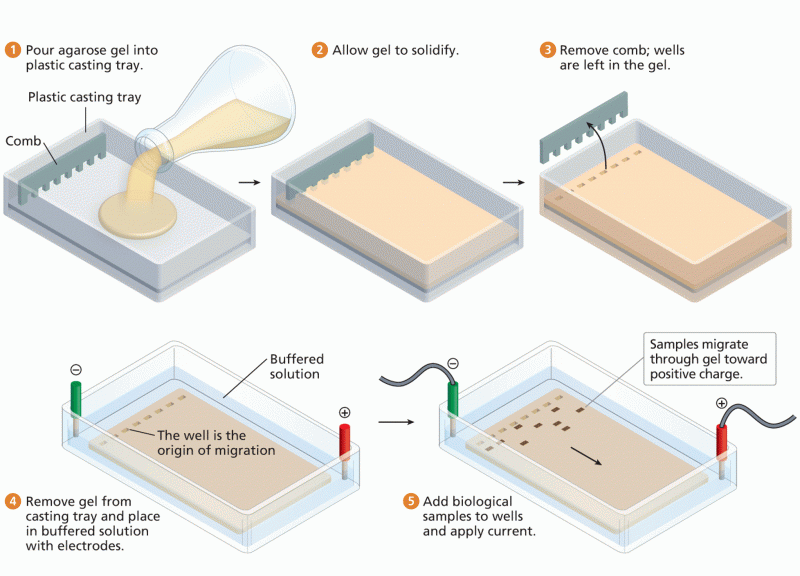 Gel electrophoresis, an essential laboratory technique in biological science research