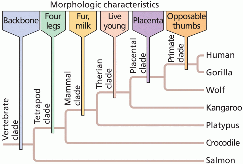 The identification of clades based on morphological characters