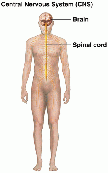 The central nervous system is composed of the brain and the spinal cord