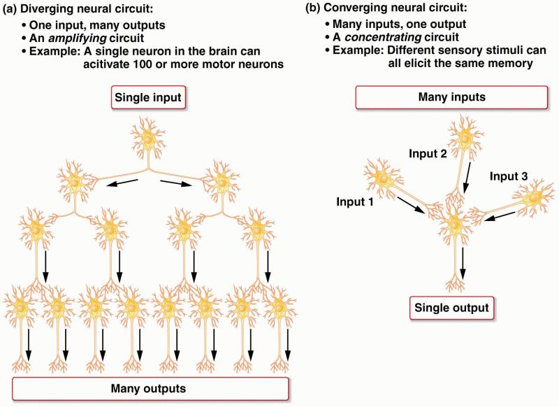 Two major types of nerve circuits in the brain