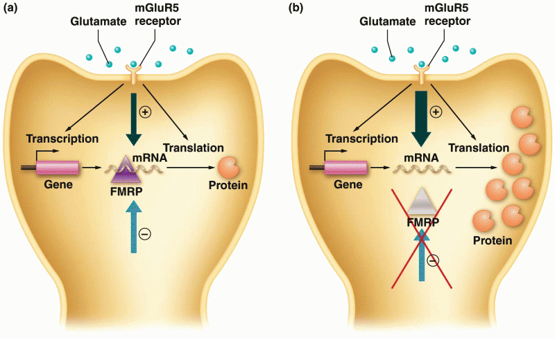 Action of FMRP protein in normal and fragile-X cells