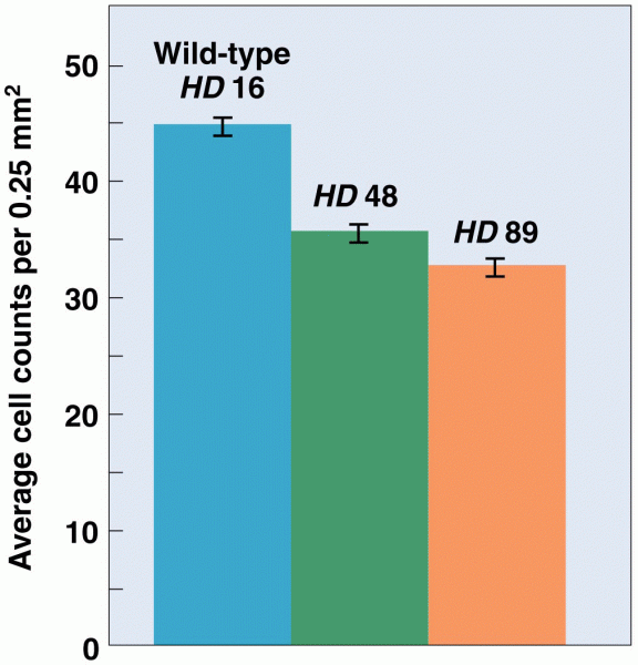 Relative levels of neuronal loss in HD transgenic mice