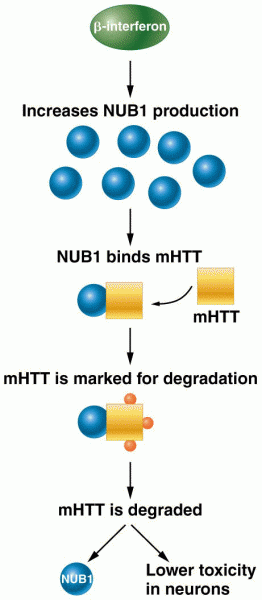 Possible mechanism for NUB1 degradation of mHTT