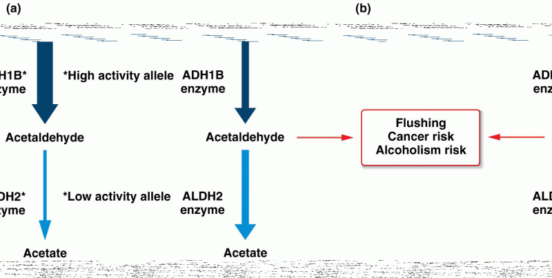 Allelic differences in alcohol metabolism