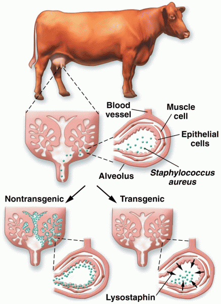 Transgenic cows for battling mastitis