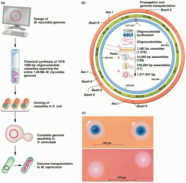 Building a synthetic version of the 1.08-Mb Mycoplasma mycoides genome JCVI-syn1.0