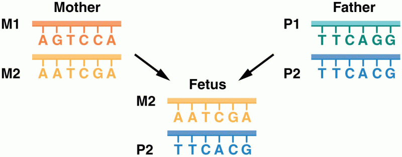 Deducing fetal genome sequences from maternal blood