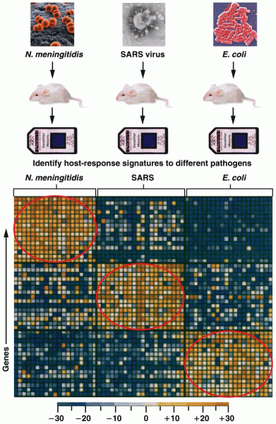 Gene-expression microarrays 
