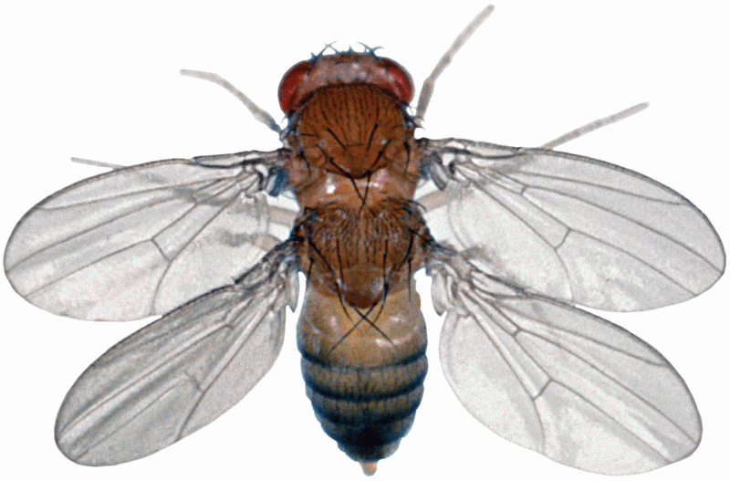 Opener This unusual four-winged Drosophila