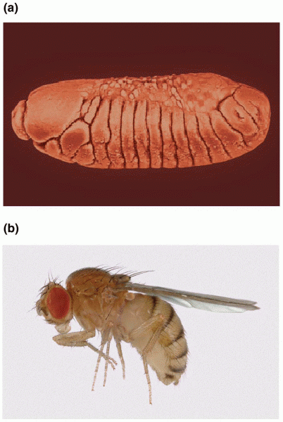 A Drosophila embryo and (b) the adult fly that develops from it