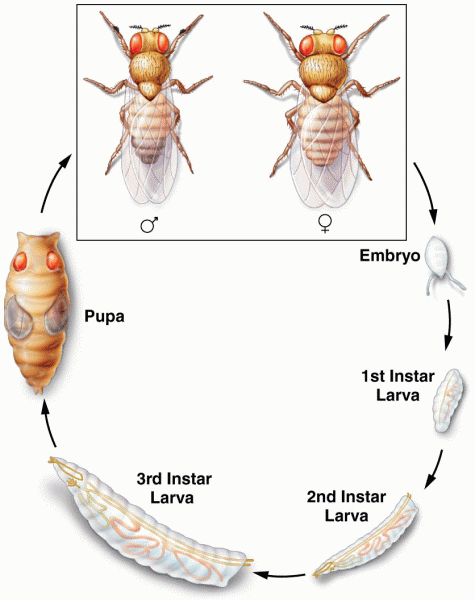 Drosophila life cycle