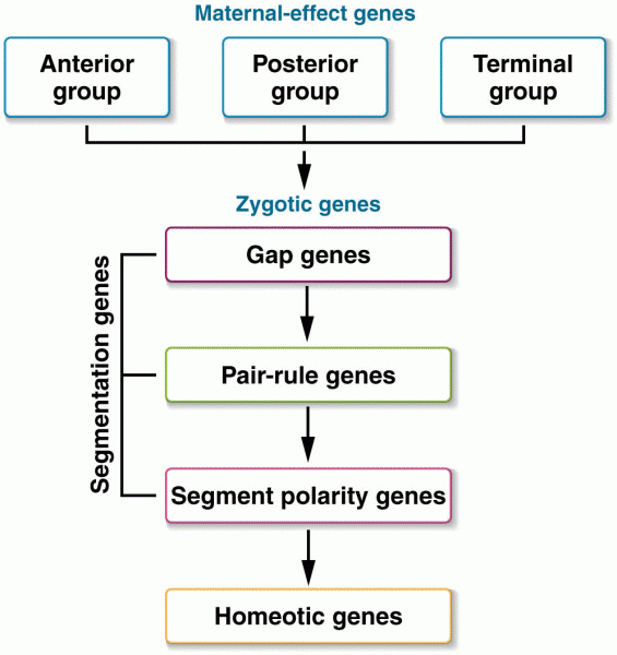 The hierarchy of genes involved in establishing the segmented body plan in Drosophila